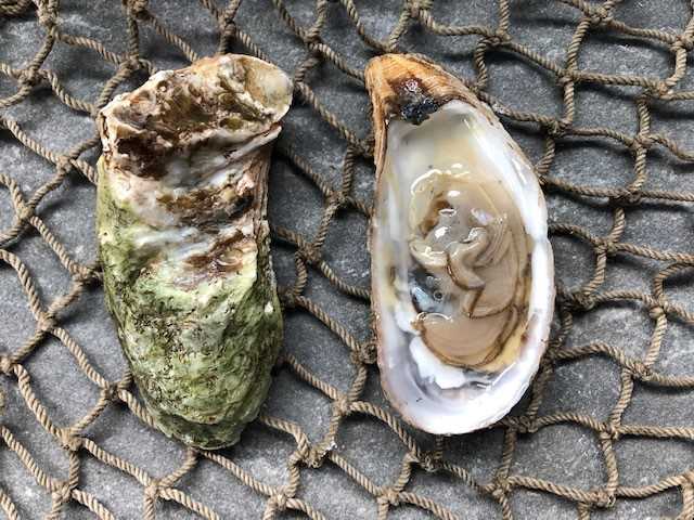Malagash Oyster - 25 Count